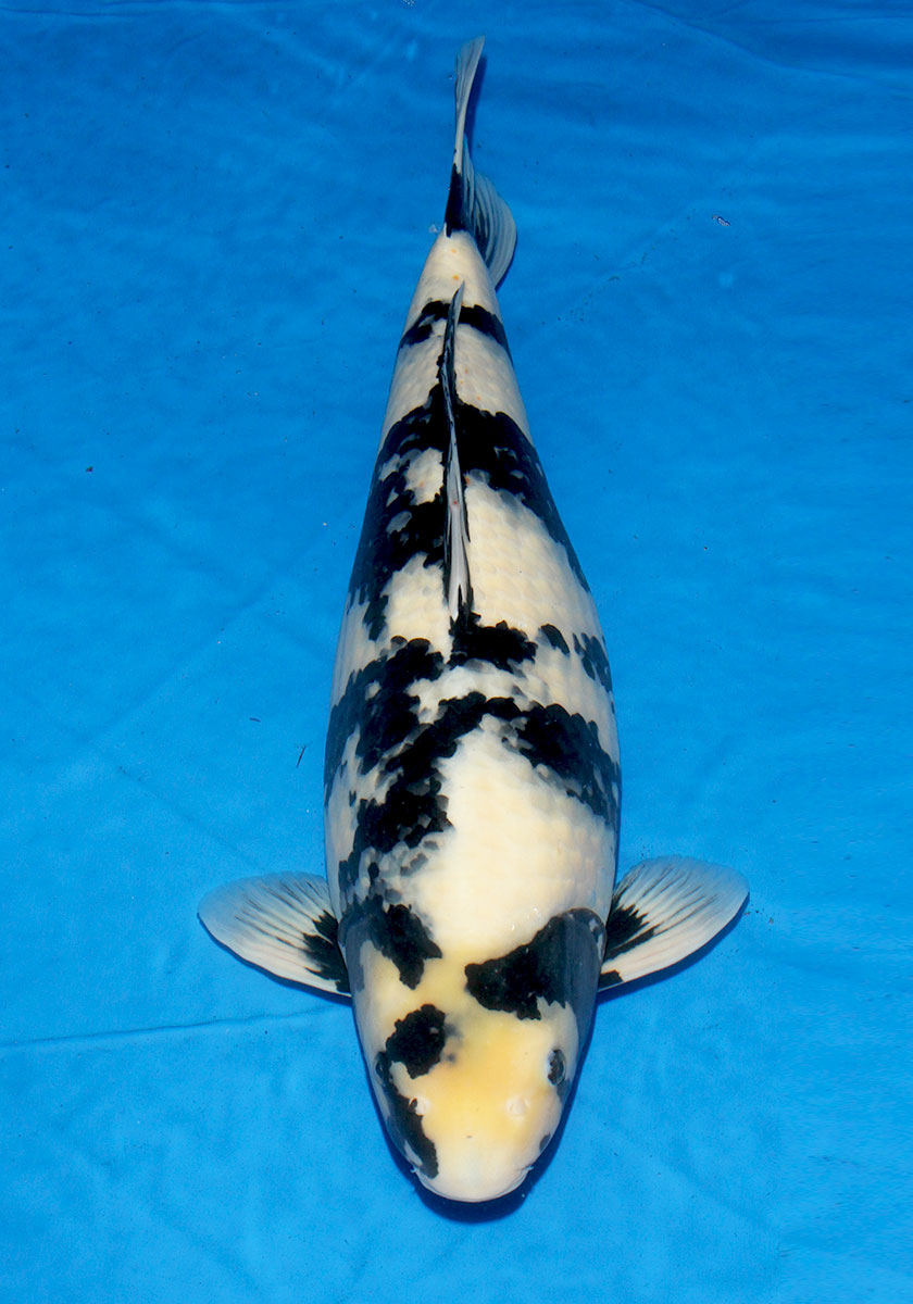 Size 65 Shiroutsuri 2nd Prize